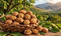 رشد ۳۰ درصدی تولید گردو  در باغات شهرستان طارم/ ثبت عملکرد مطلوب در بخش باغبانی